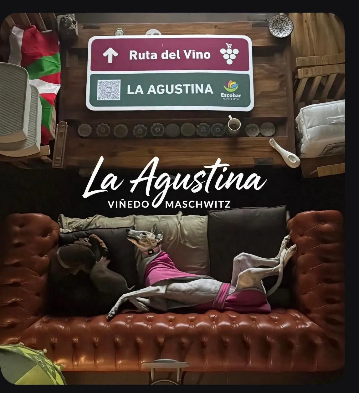 Galgo durmiendo en el sillón, bajo el cartel de la Ruta del Vino