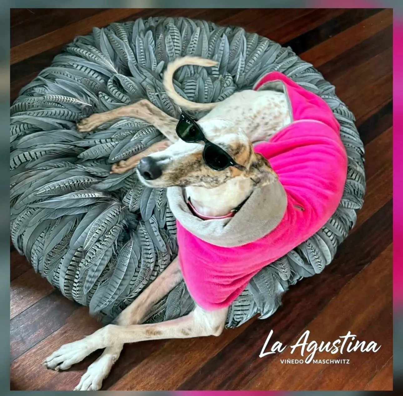 Galgo de La Agustina con anteojos de sol, en su cucha