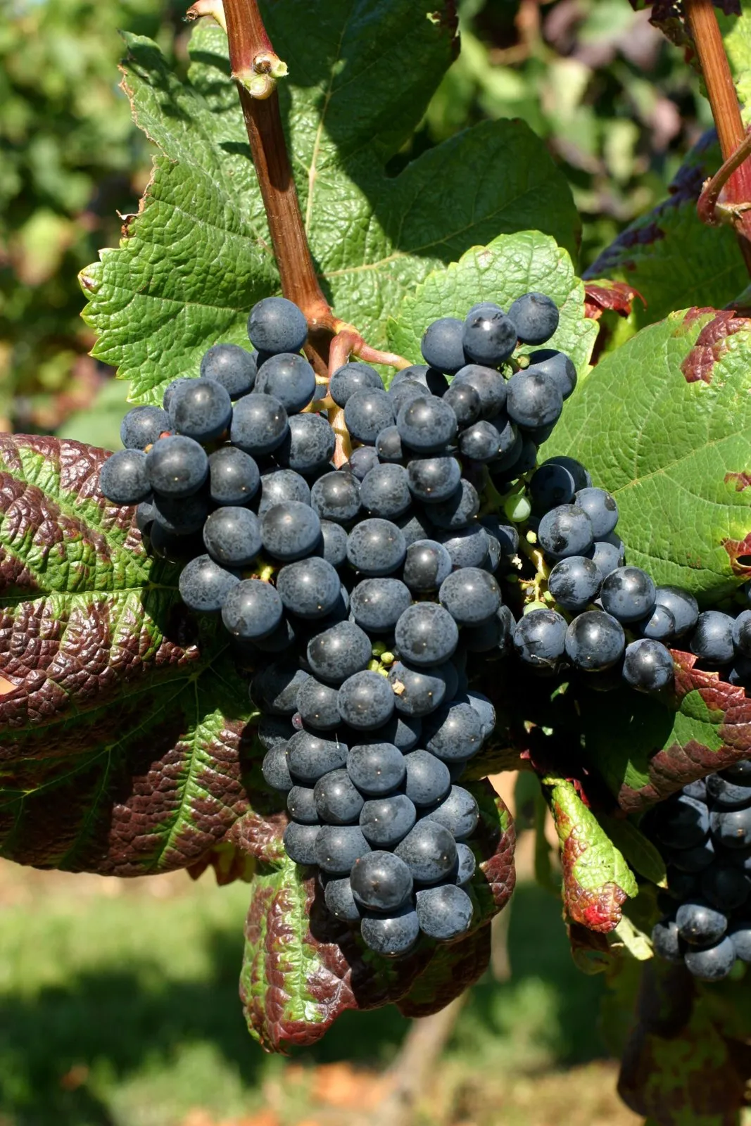 Racimo de uvas Tannat en la planta